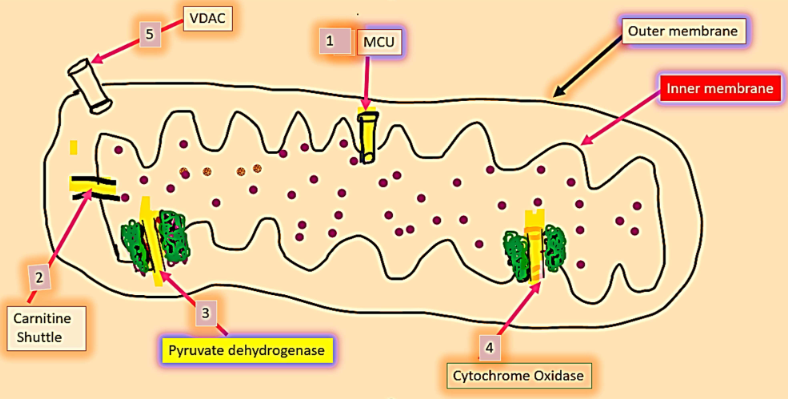 mitochondria showing VDAC